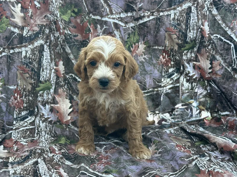Max – Cavapoo puppy for sale in Clifton, KS