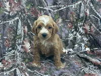 Max, a male Cavapoo for sale in Clifton, KS – 1 of 1