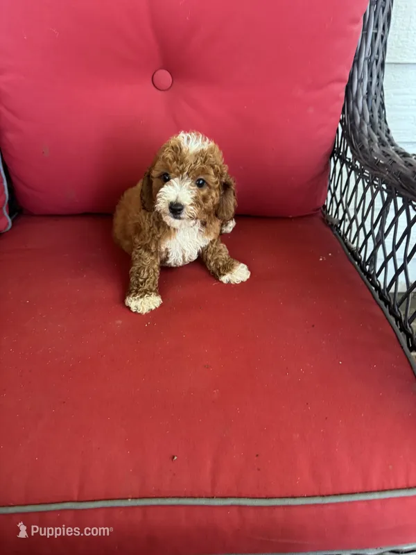 Buddy – Cockapoo puppy for sale in Clifton, KS