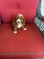 Buddy, a male Cockapoo for sale in Clifton, KS – 1 of 2