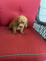 Leo, a male Cockapoo for sale in Clifton, KS – 2 of 2
