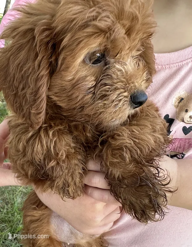 Layla  – Cavapoo puppy for sale in Clifton, KS