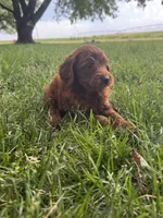 Benji, a male Miniature Goldendoodle for sale in Clifton, KS – 2 of 3
