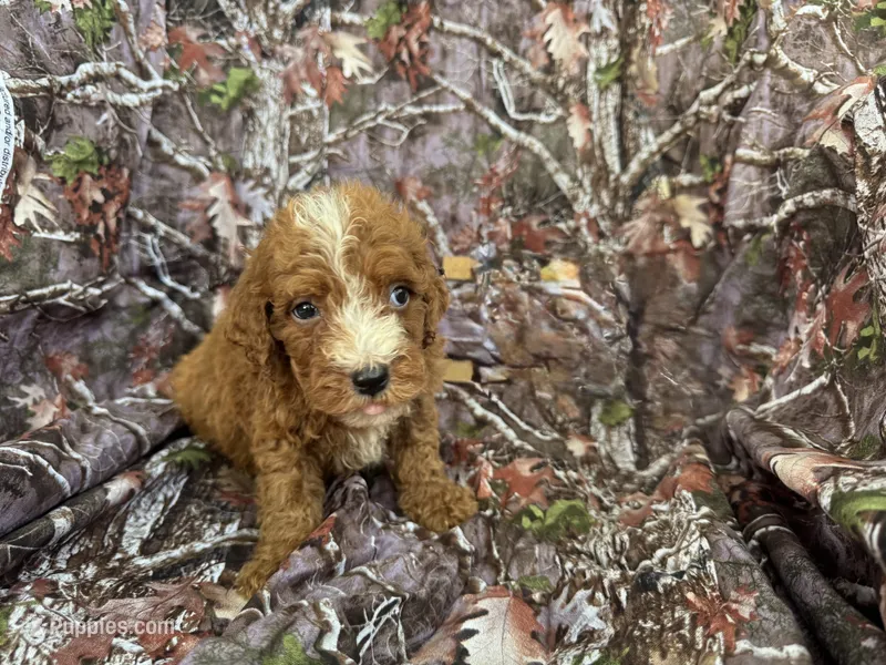 Toby – Miniature Goldendoodle puppy for sale in Clifton, KS