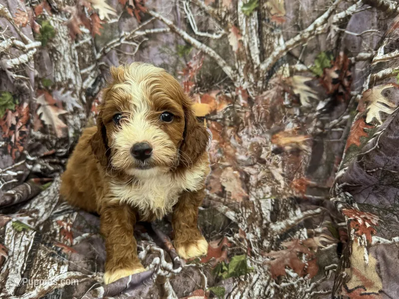 Leo – Cockapoo puppy for sale in Clifton, KS