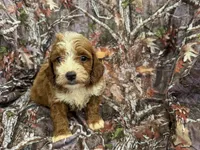 Leo, a male Cockapoo for sale in Clifton, KS – 1 of 1