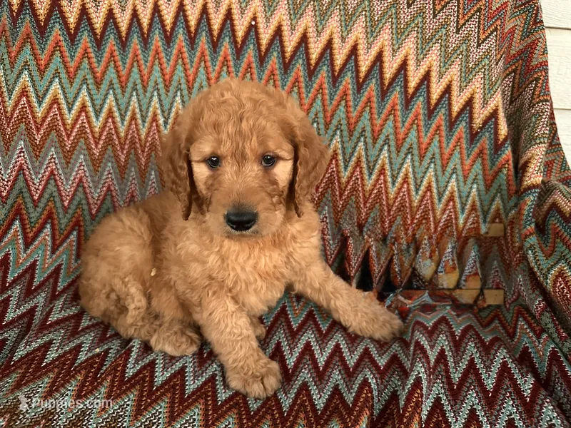 Sassy – Goldendoodle puppy for sale in Clifton, KS