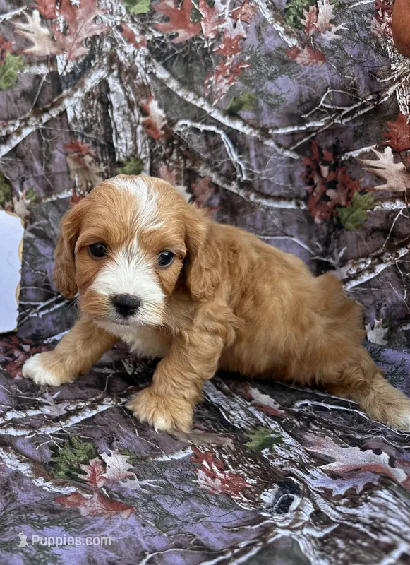 Ben – Cockapoo puppy for sale in Clifton, KS