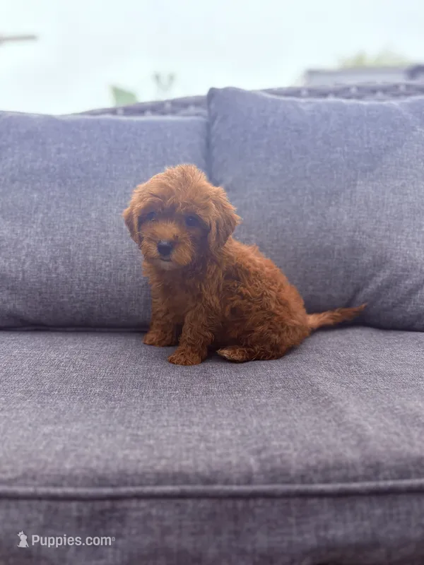 Layla  – Cavapoo puppy for sale in Clifton, KS