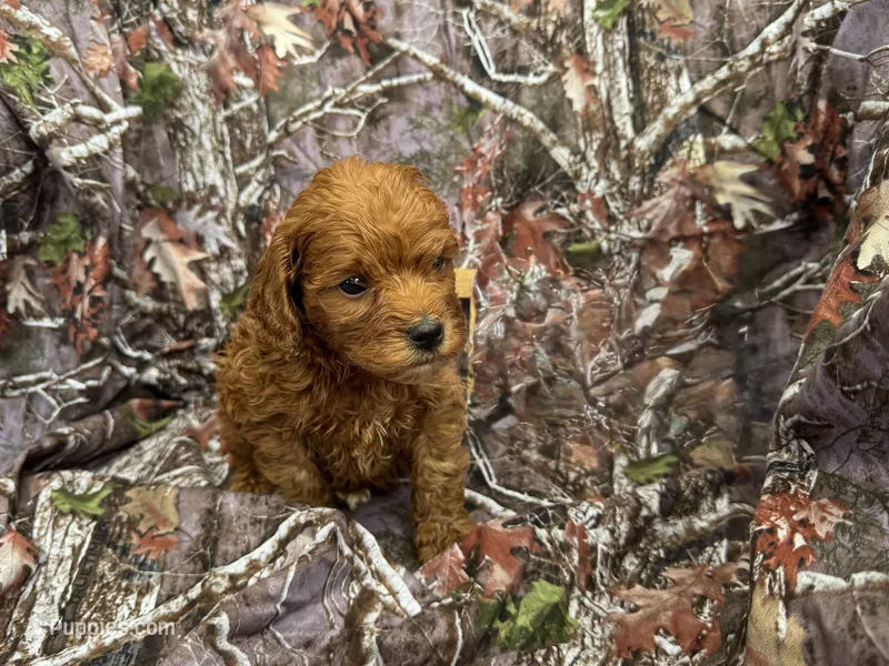 Chloe  – Cockapoo puppy for sale in Clifton, KS