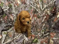 Chloe , a female Cockapoo for sale in Clifton, KS – 1 of 1