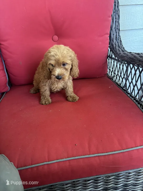 Leo – Cockapoo puppy for sale in Clifton, KS