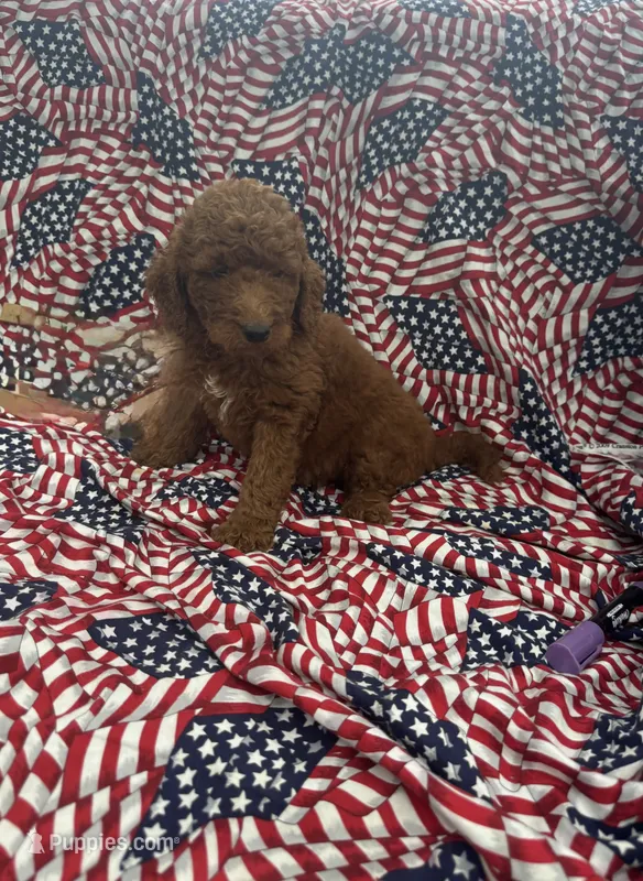 Leo – Goldendoodle puppy for sale in Clifton, KS