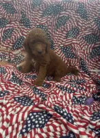 Leo, a male Goldendoodle for sale in Clifton, KS – 1 of 1