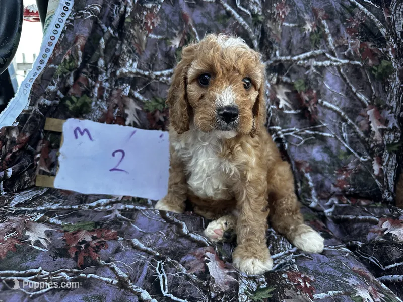 Mickey – Cockapoo puppy for sale in Clifton, KS