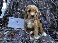 Mickey, a male Cockapoo for sale in Clifton, KS – 1 of 1
