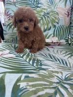 Milo, a male Cavapoo for sale in Clifton, KS – 3 of 3