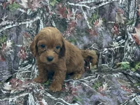 Layla , a female Cavapoo for sale in Clifton, KS – 1 of 1