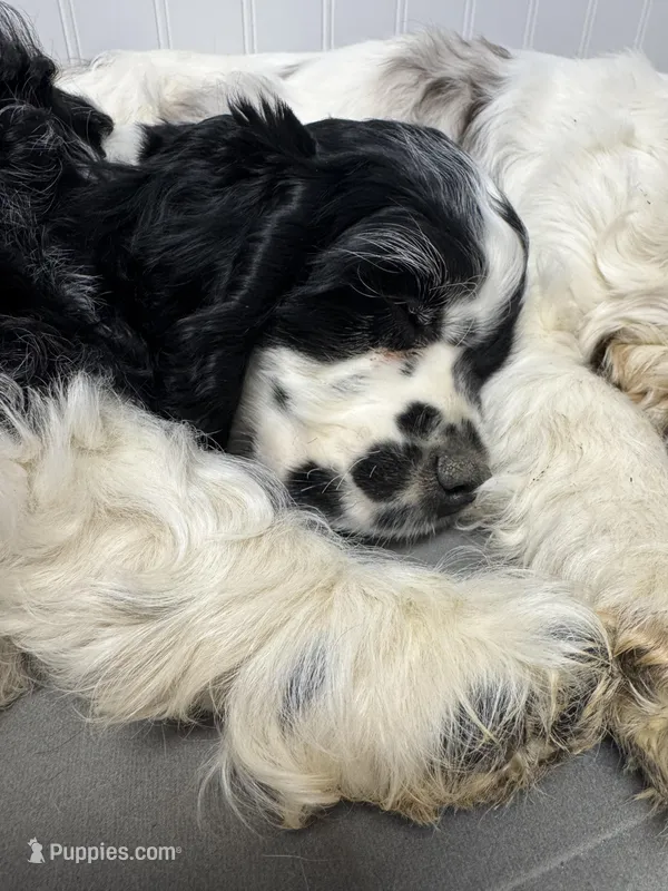 Domino, a male Cocker Spaniel for sale in Gregory, MI – Photo 1 of 6