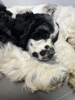 Domino, a male Cocker Spaniel for sale in Gregory, MI – Photo 1 of 6