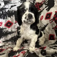 Domino, a male Cocker Spaniel for sale in Gregory, MI – Photo 4 of 6