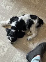 Domino, a male Cocker Spaniel for sale in Gregory, MI – Photo 5 of 6