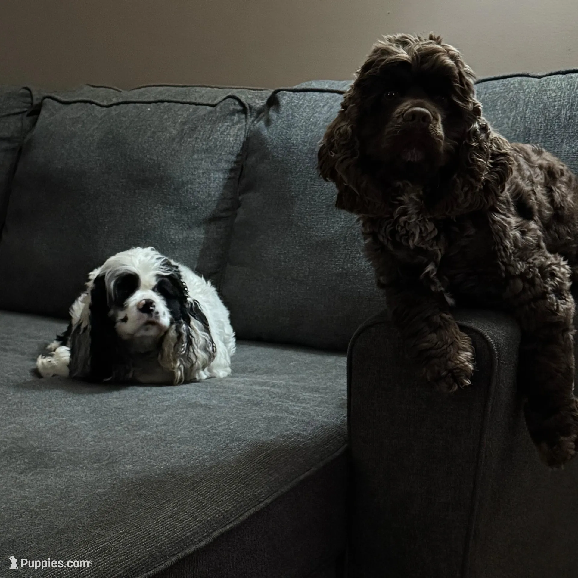 Domino, a male Cocker Spaniel for sale in Gregory, MI – Photo 6 of 6