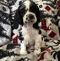 Domino, a male Cocker Spaniel for sale in Gregory, MI – Photo 2 of 6