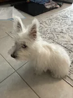 Winston, a male West Highland White Terrier for sale in Sun City Center, FL – 3 of 7
