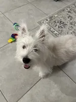 Winston, a male West Highland White Terrier for sale in Sun City Center, FL – 4 of 7