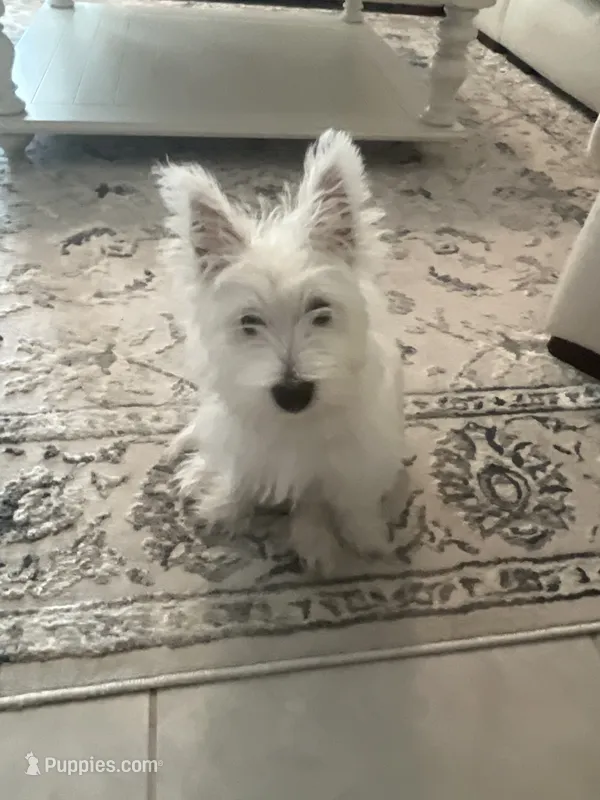 Winston – West Highland White Terrier puppy for sale in Sun City Center, FL