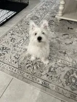 Winston, a male West Highland White Terrier for sale in Sun City Center, FL – 7 of 7