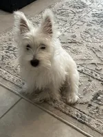 Winston, a male West Highland White Terrier for sale in Sun City Center, FL – 2 of 7