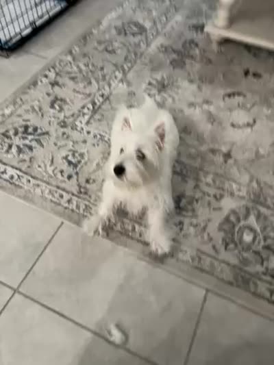 Winston, a male West Highland White Terrier for sale in Sun City Center, FL – 5 of 7