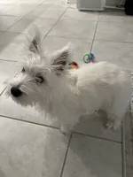 Winston, a male West Highland White Terrier for sale in Sun City Center, FL – 6 of 7