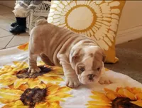 Jojo, a female English Bulldog for sale in Cincinnati, OH – 1 of 2