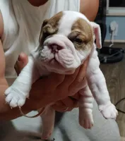 Abron, a male English Bulldog for sale in Cincinnati, OH – 2 of 2