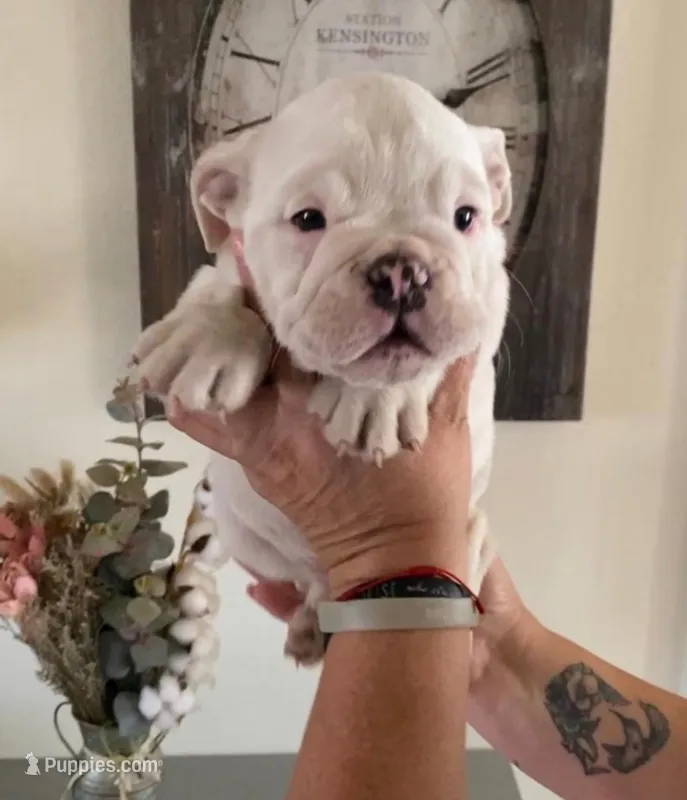 Dora, a female English Bulldog for sale in San Francisco, CA – 1 of 2