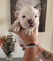 Dora, a female English Bulldog for sale in San Francisco, CA – 1 of 2