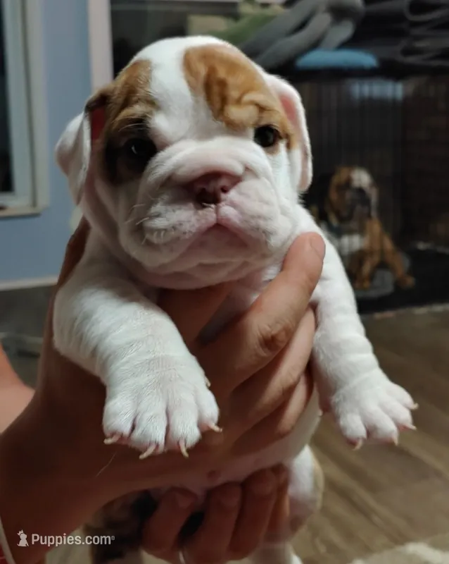 Abron – English Bulldog puppy for sale in Cincinnati, OH