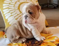 Jojo, a female English Bulldog for sale in Cincinnati, OH – 2 of 2