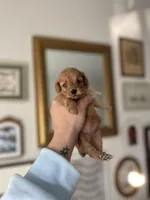 River, a female Cockapoo for sale in Huntsville, AL – Photo 2 of 4