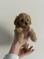 River, a female Cockapoo for sale in Huntsville, AL – Photo 3 of 4