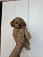 River, a female Cockapoo for sale in Huntsville, AL – Photo 1 of 4