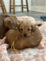 River, a female Cockapoo for sale in Huntsville, AL – Photo 4 of 4