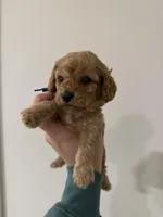 Grizz, a female Cockapoo for sale in Huntsville, AL – Photo 3 of 5