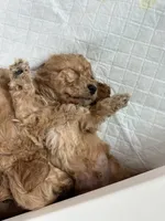 Grizz, a female Cockapoo for sale in Huntsville, AL – Photo 4 of 5