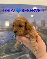 Grizz, a female Cockapoo for sale in Huntsville, AL – Photo 5 of 5