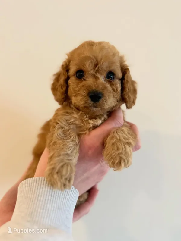Grizz – Cockapoo puppy on hold in Huntsville, AL