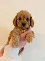 Grizz, a female Cockapoo for sale in Huntsville, AL – Photo 1 of 5